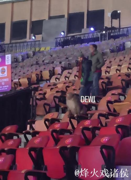 啊?羽毛球印度公开赛观众席闯入一只猴子 啊?羽毛球印度公开赛观众席闯入一只猴子